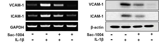 IL-1β로 증가되는 adhesion protein발현에 대한 Sac-1004의 효과