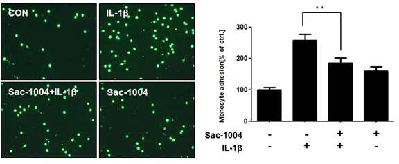 IL-1β로 유도되는 U937 세포의 부착능에 대한 Sac-1004의 효과