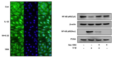 IL-1β으로 유도되는 NF-κB활성에 대한 Sac-1004의 효과