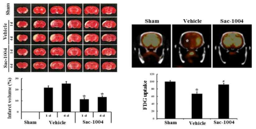 국소 허혈 모델에서 Sac-1004 처리 후 infarct volume 및 PET/CT 통한 기능 확인