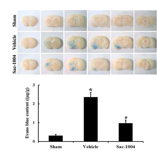 focal ischemic model에서 Evans blue 투과성에 대한 Sac-1004의 효과