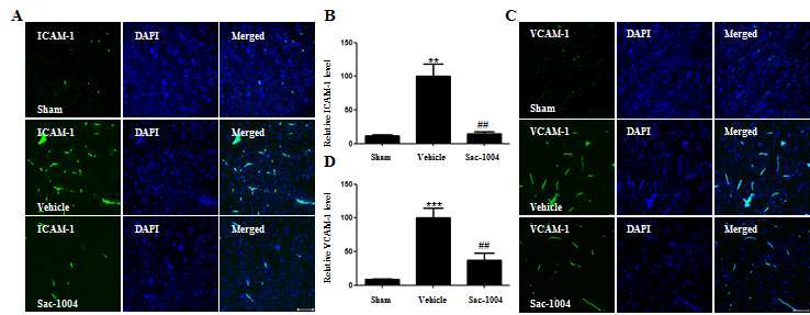 focal ischemic model에서 adhesion 단백질 발현에 대한 Sac-1004의 효과