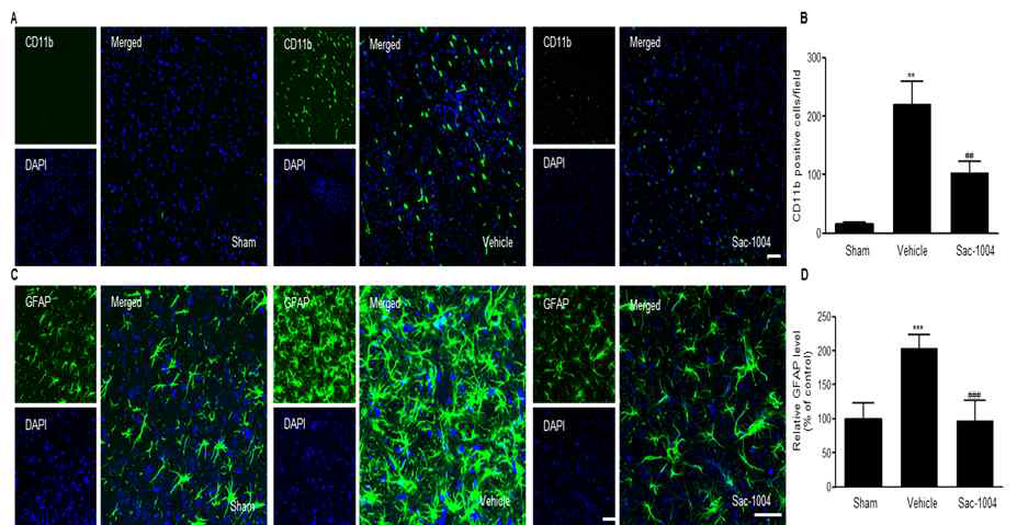 focal ischemic model에서 glia 활성화에 대한 Sac-1004의 효과