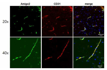 뇌혈관에서 AMIGO2의 발현 확인
