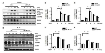 SALM4를 knockdown 한 EC와 SALM4 KO 쥐의 MLEC에서 VEGFR2-tyrosine 951과 1214 신호전달의 분석