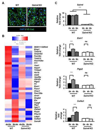 SALM4 KO 폐혈관내피세포에서 VEGFR2 신호전달의 하위 타겟 유전자 변화 분석