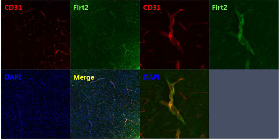 대뇌피질 혈관에서 Flrt2의 발현