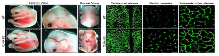 CLEC14A 배아의 뇌혈관 확장과 혈관 밀도 증가 확인
