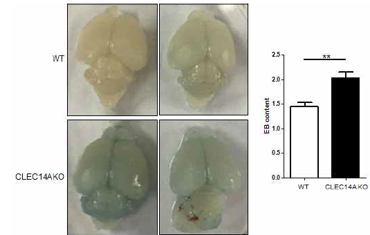 evans blue dye leakage assay