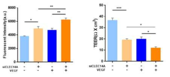 HBMEC에서 CLEC14A 유무에 따른 in vitro 투과성 변화