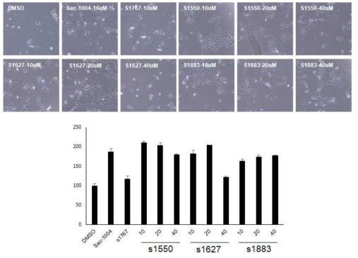 Sac-1004와 유사한 효능을 지닌 화합물 스크리닝
