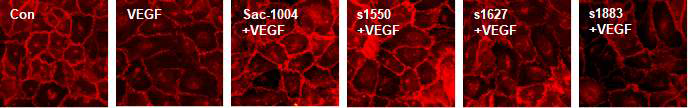 VE-cadherin 염색을 통한 s1550, 1627, 1883의 junction 보호에 대한 효과 확인