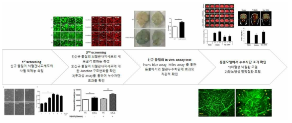 혈관 누수차단제의 효능평가 관련 모식