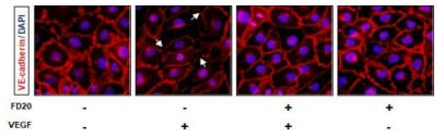 VE-cadherin 염색을 통한 FD14의 junction보호에 대한 효과 확인