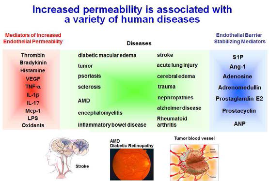 혈관 누수와 관련한 질병과 물질들