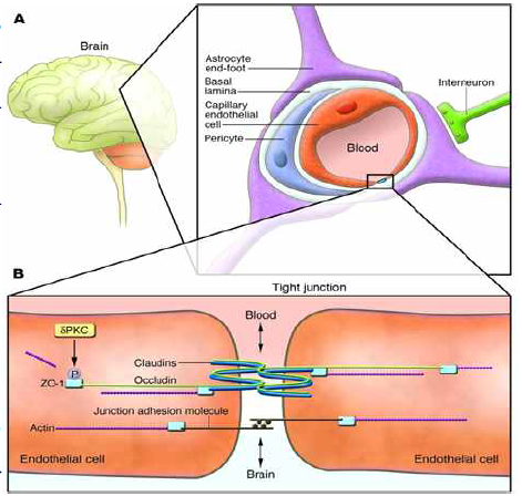 혈액뇌장벽 구조