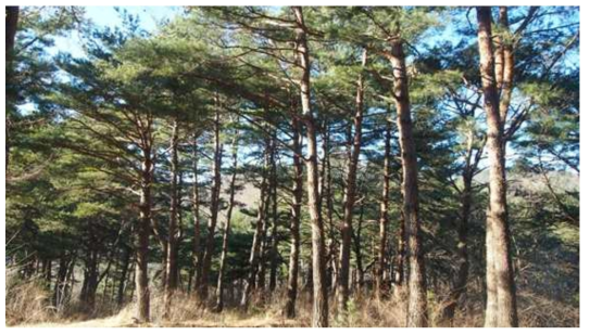 고성군 장신리 소똥령숲의 소나무림 전경. 수고 13~15m 정도의 소나무로 구성됨