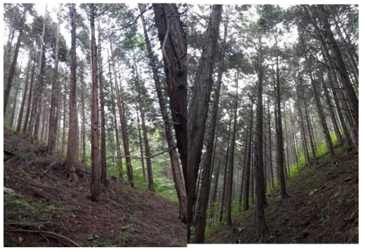 순천 용계산 성숙 편백나무림(임상은 거의 발달하지 않음. 1 및 2지점)