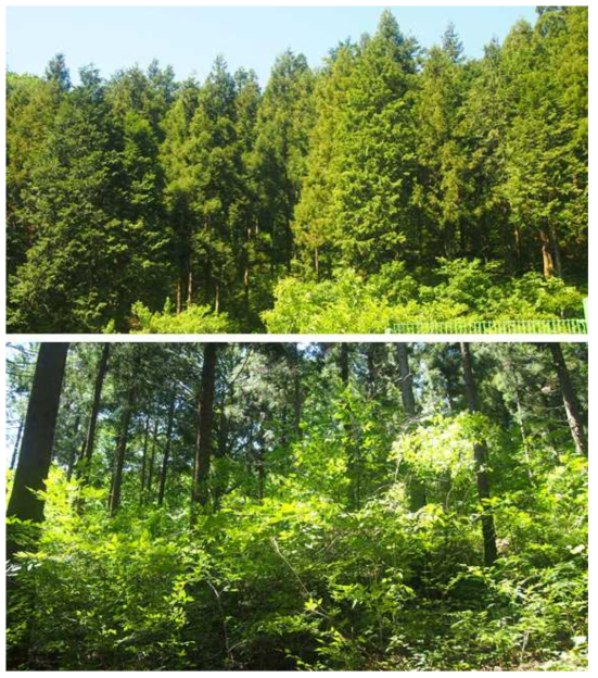성장 중인 편백나무 숲(상)과 임상의 식물 발달(하)