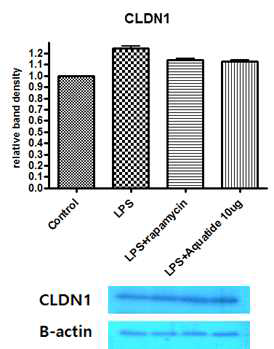 개 피부상피 세포에서의 autopahy 유도제에 의한 claudin-1 발현