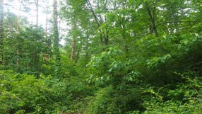 고성군 장신리 소똥령숲의 낙엽송림 전경. 교목층의 식피율 60%, 아교목층 30%, 관목 및 초본층 100%에 달함