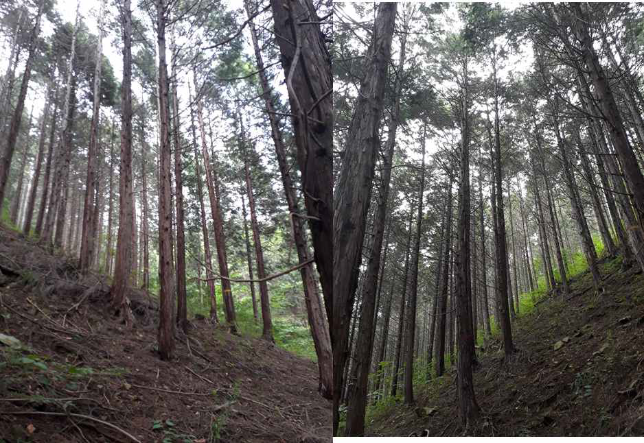 순천 용계산 성숙 편백나무림 (임상은 거의 발달하지 않음. 1 및 2지점)