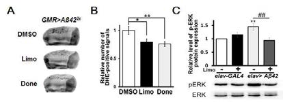 d-limonene에 의한 ROS 생성량 및 ERK 인산화량 감소