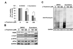 eIF2α의 인산화 조절과 γ-terpinene에 의한 세포사멸의 연관성