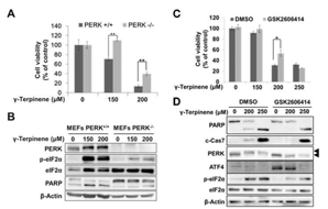 PERK의 조절과 γ-terpinene의 세포사멸효과 연관성 조사