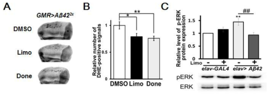 d-limonene에 의한 ROS 생성량 및 ERK 인산화량 감소