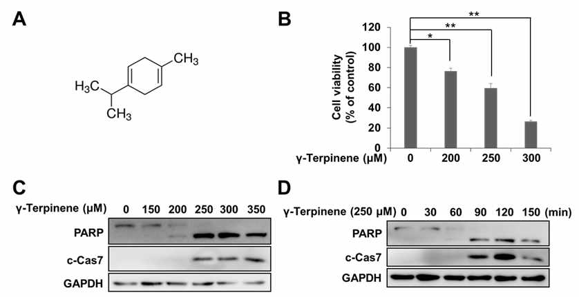 γ-Terpinene이 HeLa 세포의 세포사멸에 미치는 영향