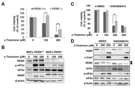 PERK의 조절과 γ-terpinene의 세포 사멸효과 연관성 조사