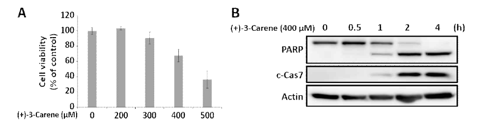 (+)-3-carene이 HeLa 세포의 세포사멸에 미치는 영향