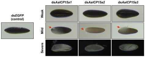 Egg phenotypes produced by parental RNAi for AalCP15a1, AalCP15a2 and AalCP15a3. Injection of either dsAalCP15a1, dsAalCP15a2 or dsAalCP15a3 into adult females had no effect on their fecundity. However, the resulting eggs exhibited abnormal morphologies, which are placed in three categories as follows: Week (top panels), dark black color but abnormally blimped; Mild (middle panels), failure of dark melanization and cellular contents leaked out (red arrows); Severe (bottom panels), only outermost exochorion, no endochorion