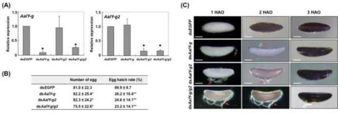 Relative knockdown of expression and egg phenotypes produced by RNAi of AalY-g and AalY-g2. dsAalY-g, dsAalY-g2 or dsAalY-g/g2 (co-injection) was injected into 3 d-old adult females shortly after blood feeding. (A) Total RNA was isolated from adults 48 h after dsRNA treatment to analyze knockdown levels of AalY-g and AalY-g2 transcripts. An asterisk indicates a significant difference in transcript levels of AalY-g or AalY-g2 between control and test insects (B) Injection of dsAalY-g, dsAalY-g2 or dsAalY-g/g2 had no significant effect on fecundity (*: p > 0.272), while it significantly decreased egg hatch rate (**: p < 1.9E-08). (C) Melanization of eggs was delayed for 1–2 h with the eggshell eventually becoming a dark black color similar to 3 HAO eggs obtained from dsEGFP-treated control females. Unlike dsEGFP eggs, which show a spindle-like shape, dsAalY-g, dsAalY-g2 or dsAalY-g/g2 eggs exhibit an abnormal crescent-like shape. Red arrows indicate the flaked areas of the exochorion. Scale bar = 100 μm