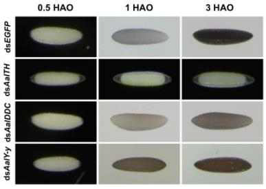 Loss of function phenotypes produced by RNAi for AalTH, AalDDC or AalY-y. Eggs obtained from dsEGFP-treated control females became dark/black in color by 3 HAO. In contrast, eggs from dsAalTH-, dsAalDDC- or dsAalY-y-treated females were pale, right gray and yellow-brown at 3 HAO, respectively, suggesting that these genes are critical for egg melanization of Ae. albopictus