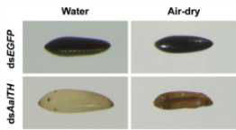Effect of RNAi for AalTH on egg desiccation resistance. Eggs from dsAalTH- or dsEGFP-treated-females were collected immediately after oviposition to analyze desiccation resistance. Unlike 72 HAO dsEGFP-control eggs that showed high desiccation resistance, those of dsAalTH-treated females collapsed shortly after moving to low humidity condition