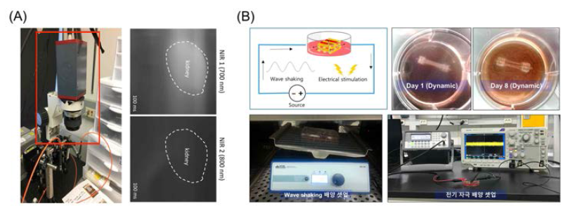 전기적 신호전달 향상을 위한 외부 시스템 개발 (A) 3CCD 영상 시스템 사진 및 성능 평가 결과, (B) 전기자극 배양 시스템 모식도
