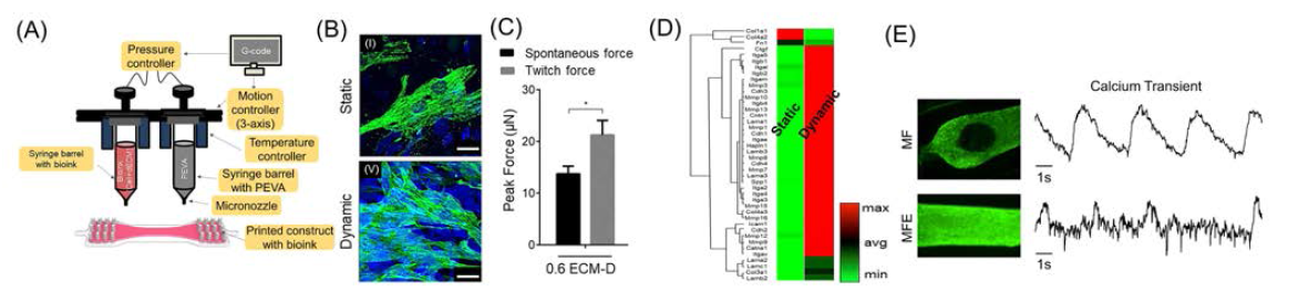 3차원 바이오프린팅 기반 바이오심근 제작 (A) 바이오 심근 프로토타입 모식도, 바이오잉크 배양 환경에 따른 (B) α-sarcomeric actin 발현, (C) 수축력, (D) 유전자 발현 비교, (E) iPSC-CM, fibroblast, HUVEC을 사용하여 제작한 바이오심근 (MF: iPSC-CMs + Fibroblasts, MFE: iPSC-CMs + fibroblasts + HUVECs) 및 칼슘 이온 측정 결과