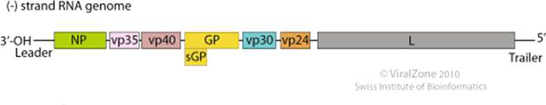 Ebola virus genome structure