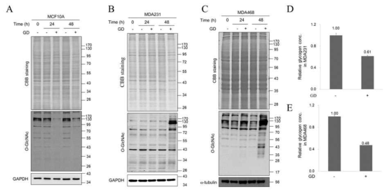 포도당고갈조건에서 유방암세포주의 O-GlcNAc 수식화의 증가가 유도됨