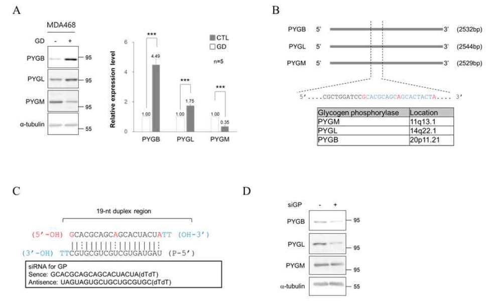 포도당 고갈시 발현이 증가하는 PYGB, PYGL에 대한 double knock-down siRNA고안