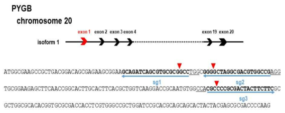 PYGB 유전자의 염색체 상의 분포 및 guide RNA 제작