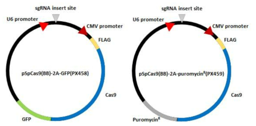 guide RNA/Cas9 dual expression 벡터(addgene社)