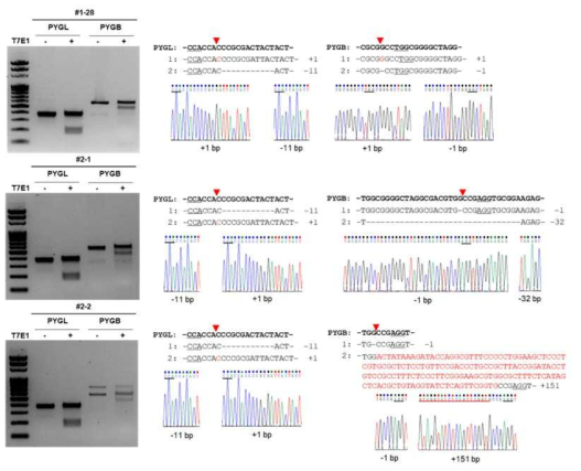 PYGL/PYGB DKO 세포주의 T7E1 assay 결과 및 유전자형 검증