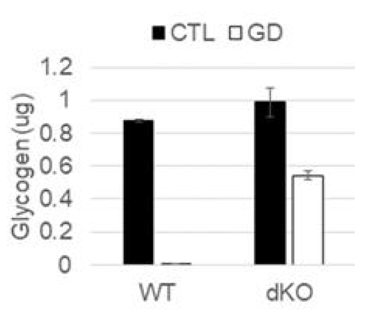 MDA-MB-468 야생형 세포와 PYGB/PYGL 이중결손 세포(dKO)의 글리코겐 보유량 비교