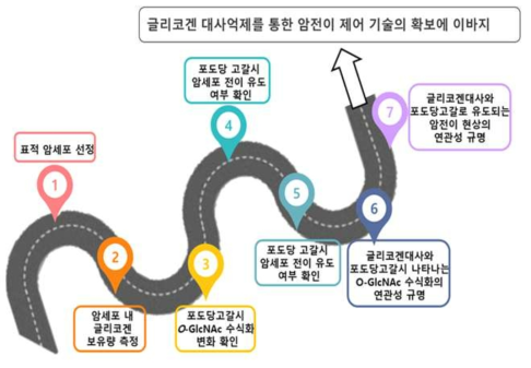 글리코겐 분해 억제를 통한 암전이 제어기술확보를 위한 단계별 세부목표