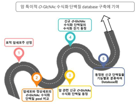 암 특이적 O-GlcNac 수식화 단백질DB 구축을 위한 단계별 세부목표