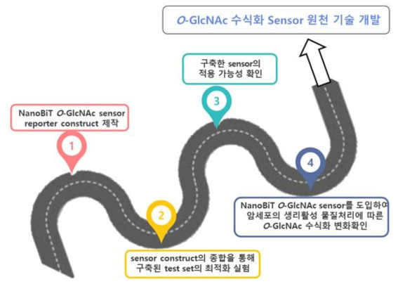 O-GlcNAc 수식화 Sensor 원천 기술 개발을 위한 단계별 세부 목표