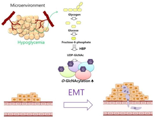 포도당이 부족한 환경에서 글리코겐 분해를 통해 이루어지는 O-GlcNAc 수식화 매개 암 전이 유도 모델